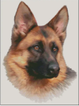 (image for) German Shepherd (No Background)